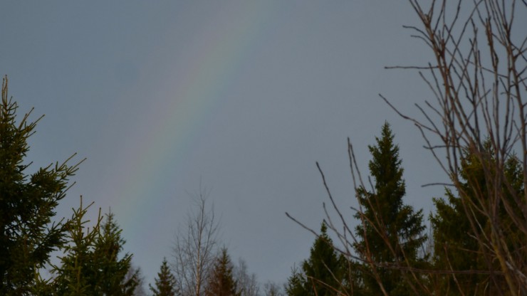 В Тверской области над заповедным лесом запечатлели мартовскую радугу - новости ТИА