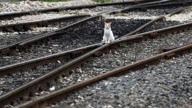 В Тверской области подсчитали, сколько хвостатых пассажиров перевезли в поездах - новости ТИА