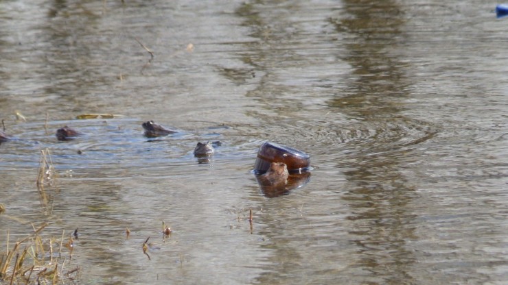 В Твери самец лягушки пытался "оседлать" бутылку - новости ТИА
