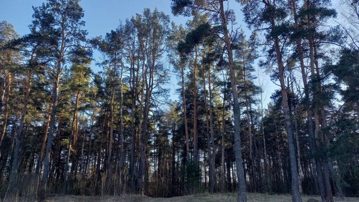 Тверской грибник рассказал, как поесть весенних грибов и не умереть - новости ТИА