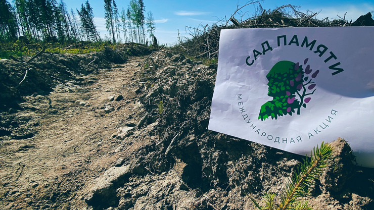 Дорожники высадили более семи тысяч елей в Тверской области - новости ТИА