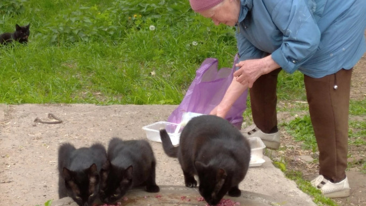 Тверичане собрали деньги на проект "Бабушка для кошки" досрочно - новости ТИА