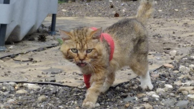 Зооволонтёры показали, как теперь выглядит сбитый машиной кот Лёва - новости ТИА