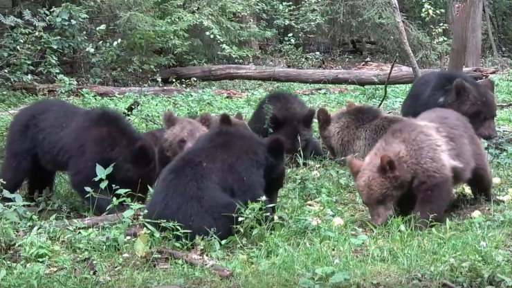 Тверские биологи опубликовали видео обеда старшей группы медвежат - новости ТИА