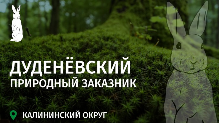 Заповедное Верхневолжье: Дуденёвский заказник – ботаническая сокровищница у Волги и Тьмы - новости ТИА