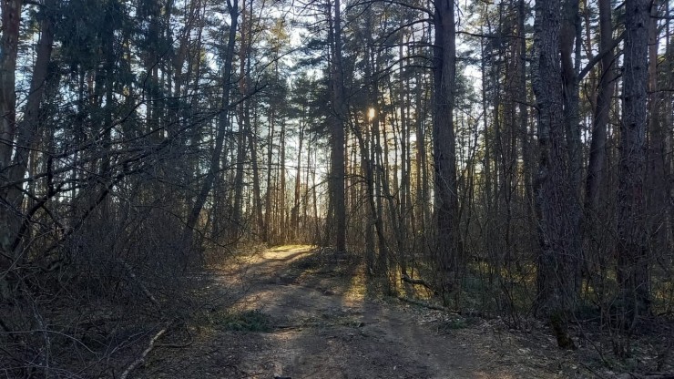 В Роспотребнадзоре сообщили, когда нужно делать прививку от клещевого энцефалита - новости ТИА