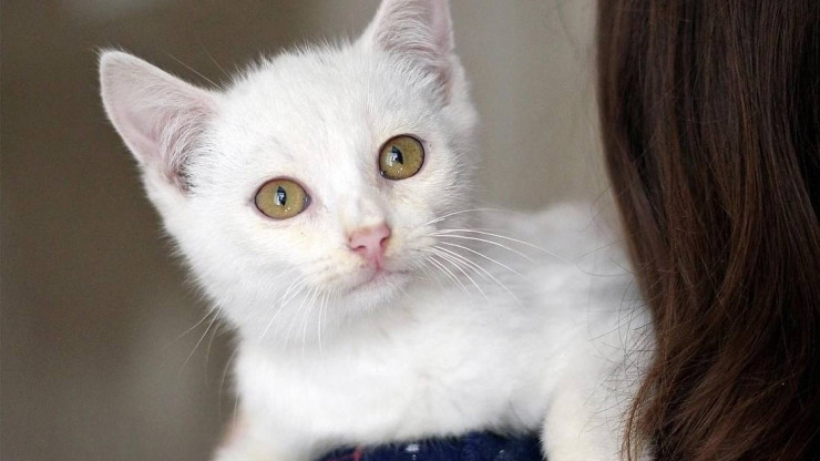 Рождественское чудо: белый котёнок Сева обрёл дом - новости ТИА