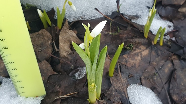 В Твери прямо в сугробах расцвели цветы - новости ТИА