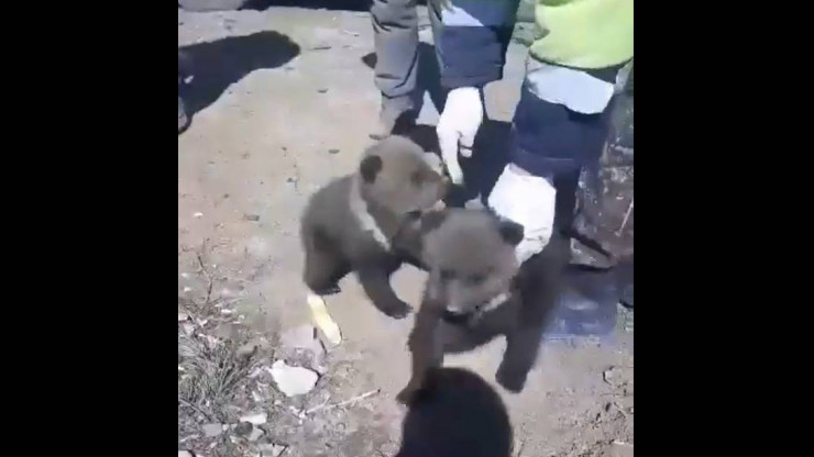 В Центр спасения медвежат-сирот привезут трёх малышей из Тюменской области - новости ТИА