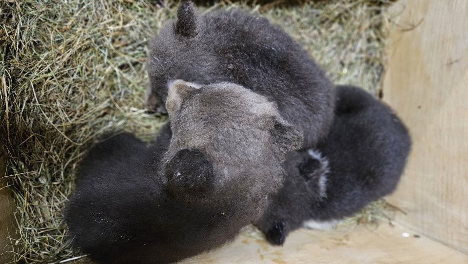 фото: Центр спасения медвежат-сирот, группа в ВК