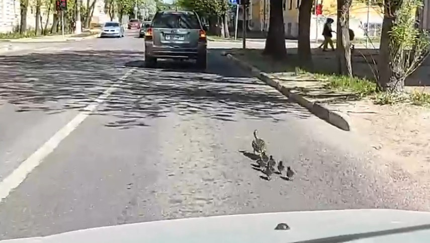 скриншот с видео Оксаны Михайловой, группа в ВК News 69