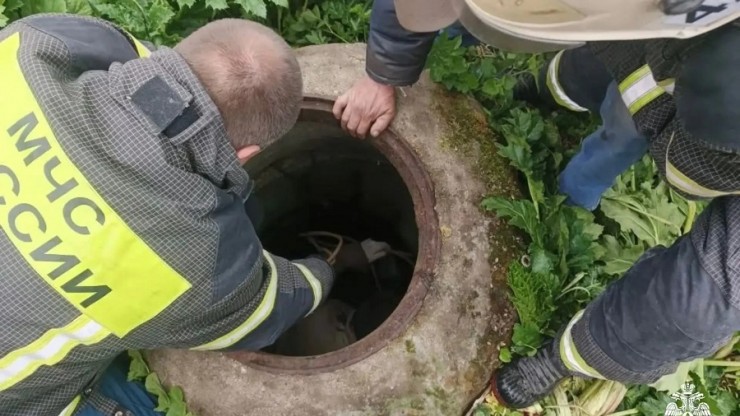 В Тверской области спасли собаку, упавшую в люк - новости ТИА