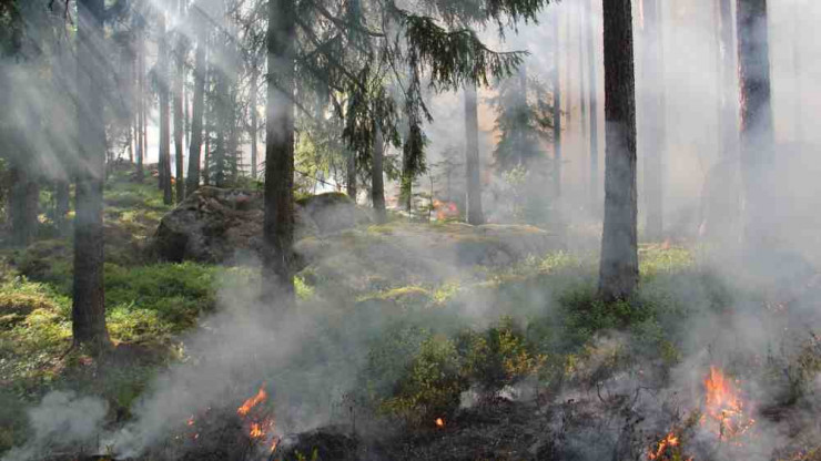 В районе СНТ под Тверью в лесу началось возгорание - новости ТИА