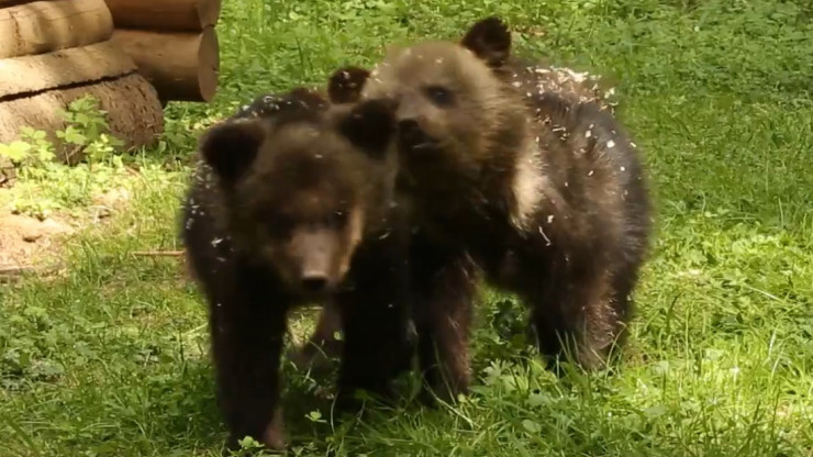 Тверской Центр опубликовал видеозарисовку о жизни тюменских медвежат - новости ТИА