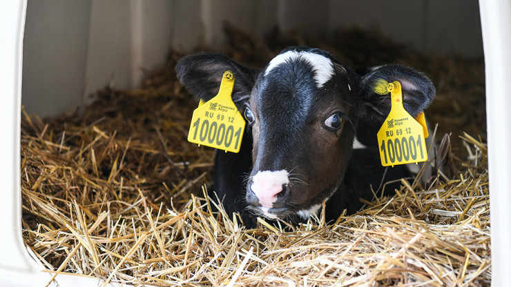 В Кашинском округе достраивают молочно-товарную ферму на 24 000 коров - новости ТИА
