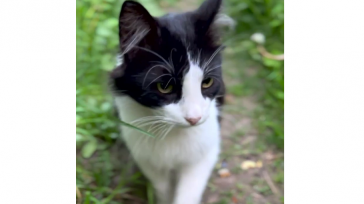 В тверской котодом приехал шикарный Пианист - новости ТИА