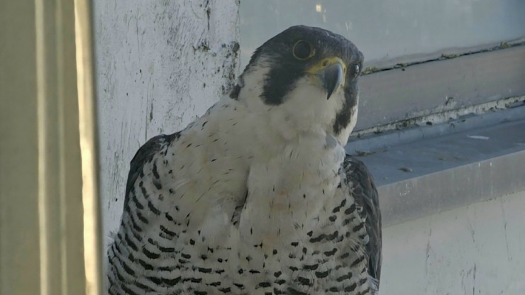 В гости в тверской отель прилетел Сапсан - новости ТИА