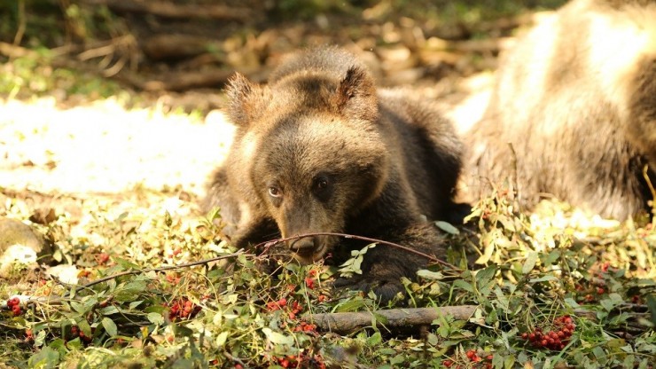 Биологи тверского Центра опубликовали видео медвежьего рябинового пира - новости ТИА
