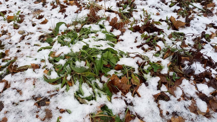 С новой недели в Тверскую область придёт похолодание со снегом - новости ТИА