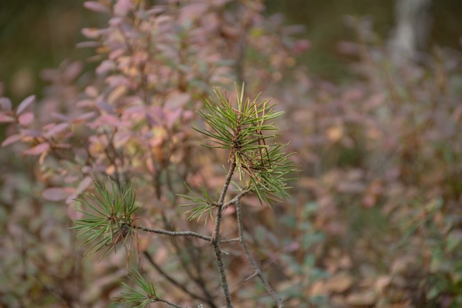 Фото: Мария Сидоренко / Центрально-Лесной государственный заповедник