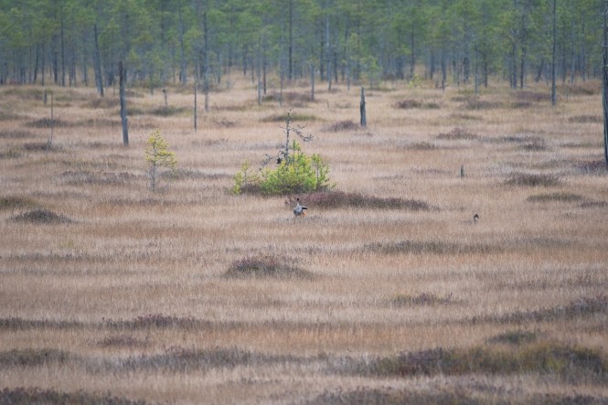 Фото: Мария Сидоренко / Центрально-Лесной государственный заповедник