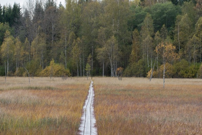 Фото: Мария Сидоренко / Центрально-Лесной государственный заповедник