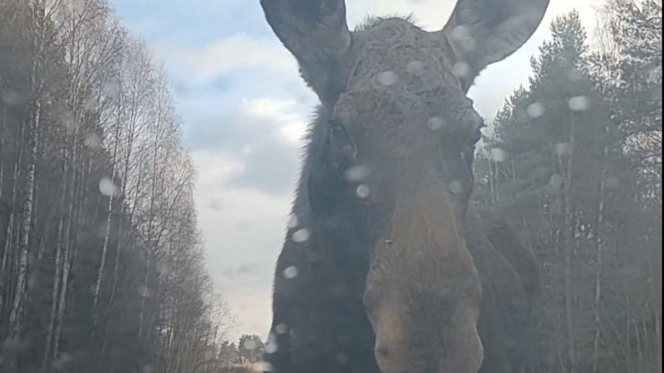 В Тверской области лось ходил по дороге и заглядывал в окна машин - новости ТИА