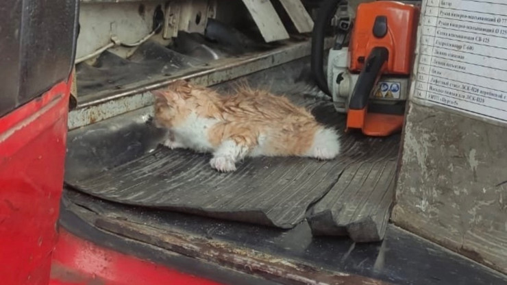 В Тверской области пожарные спасли котёнка - новости ТИА