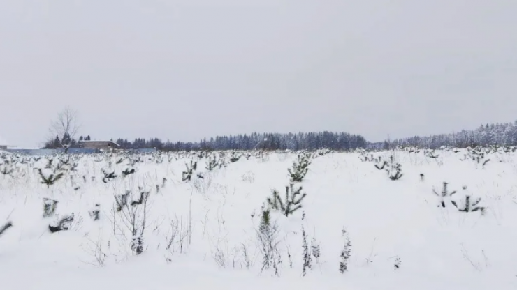 Андреапольский феникс: после разрушительного урагана поднимается новый лес - новости ТИА