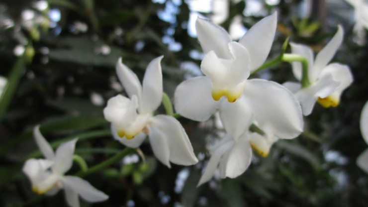 В Твери цветут орхидеи, которые "держат язык за зубами" - новости ТИА