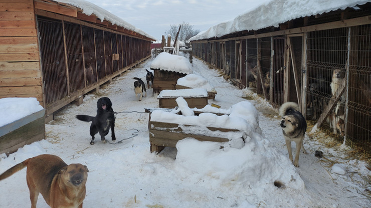 Для уборки вольеров в бежецком приюте для собак требуется помощь волонтёров - новости ТИА