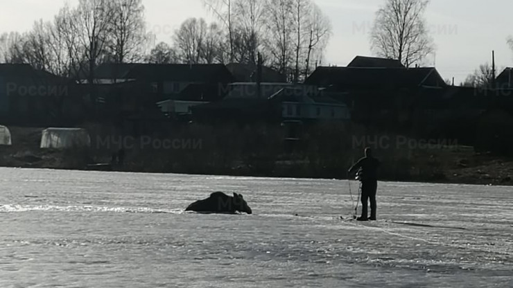 В Тверской области спасли лося, провалившегося по лёд - новости ТИА