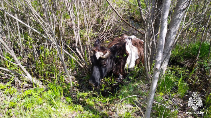 В Тверской области пожарные спасли провалившуюся в болото корову - новости ТИА