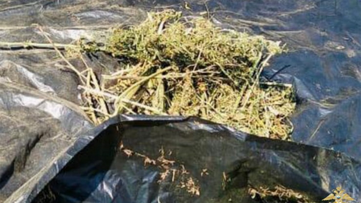 В Старице у местного жителя обнаружили крупную партию конопли - новости ТИА