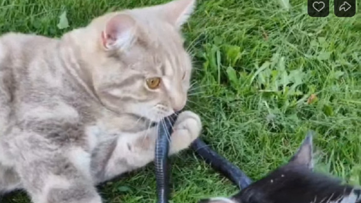В Конакове кошка поймала гадюку и принесла змею хозяйке - новости ТИА