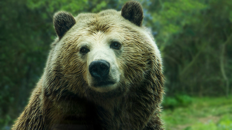 В Тверской области дали разрешение на отстрел 672 медведей - новости ТИА