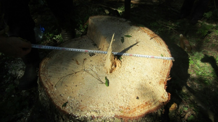 В Тверской области браконьеры нарубили деревьев на 2 миллиона рублей - новости ТИА