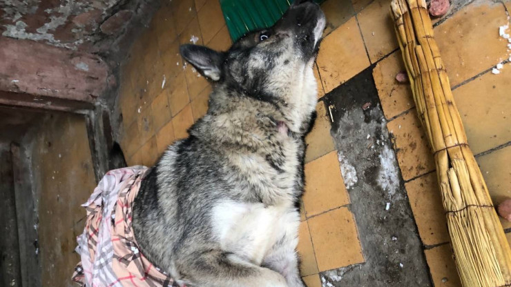 В Твери зооволонтёры спасают сбитую собаку, которую подбросили в подъезд - новости ТИА