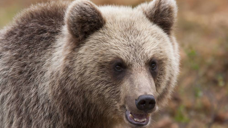 В лесах Тверской области обитает более 4000 бурых медведей - новости ТИА