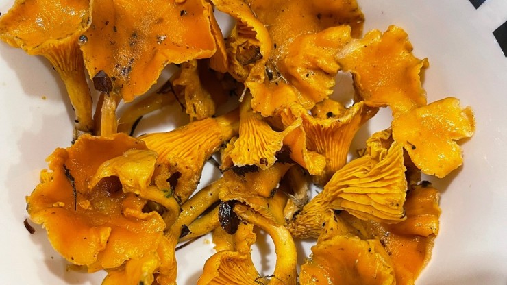 В декабре в лесу под Тверью продолжают собирать грибы - новости ТИА