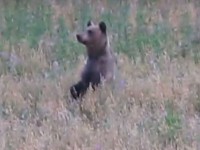 В Тверской области сняли медвежье семейство, которое кормится овсом - Новости ТИА