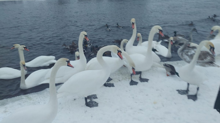 Необыкновенная красота: в Торопце зимует стая диких лебедей - новости ТИА