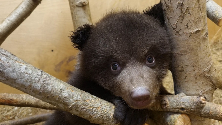 Тверские биологи отправились за медвежатами-сиротами в Тюменскую область - новости ТИА