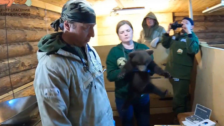 В тверском Центре ветеринары осмотрели, привили и чипировали медвежат-сирот - новости ТИА