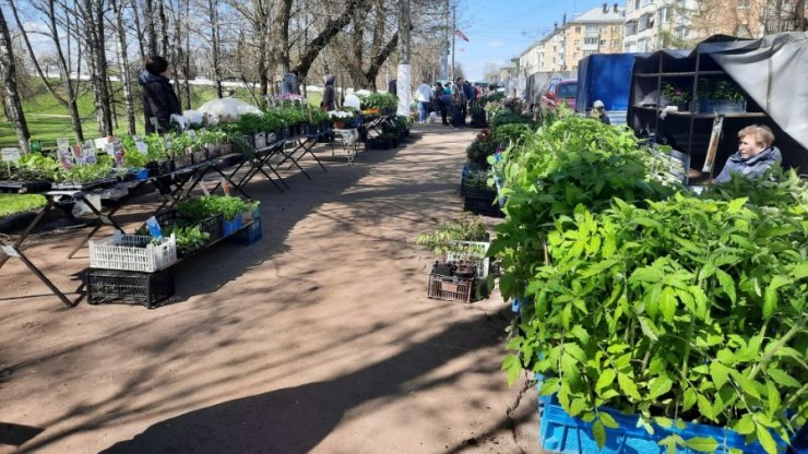 В Твери открылась традиционная выставка-продажа рассады - новости ТИА