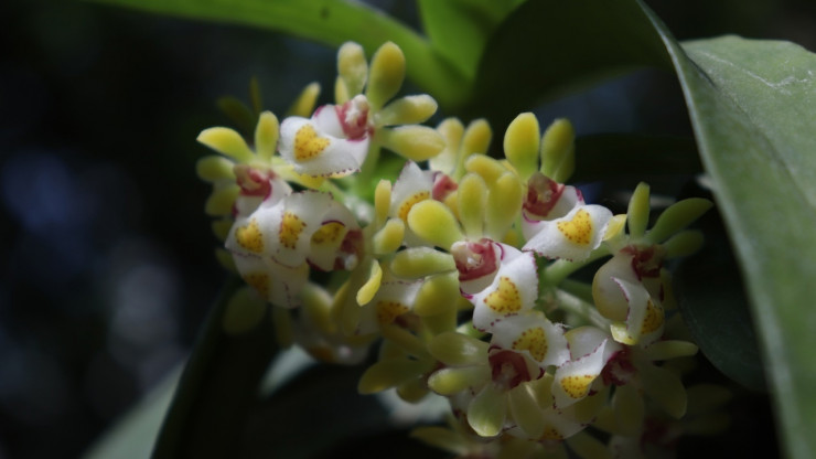 В тверском Ботаническом саду цветут ирисы и японская мини-орхидея - новости ТИА