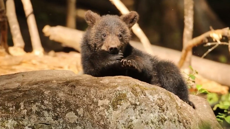 Центр спасения опубликовал видео с играми медвежат на камне - новости ТИА