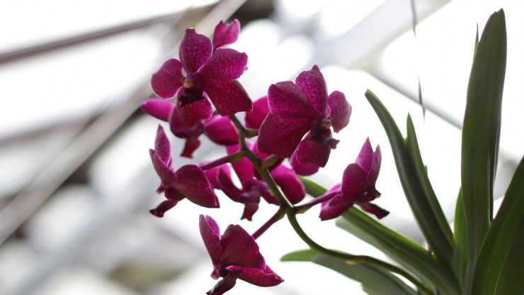 В тверском ботаническом саду пышно расцвели орхидеи Ванда - новости ТИА