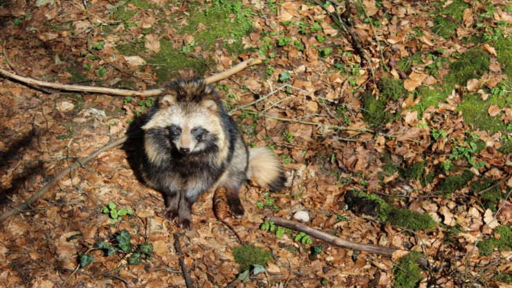 В двух районах Тверской области обнаружили бешеных енотовидных собак - новости ТИА