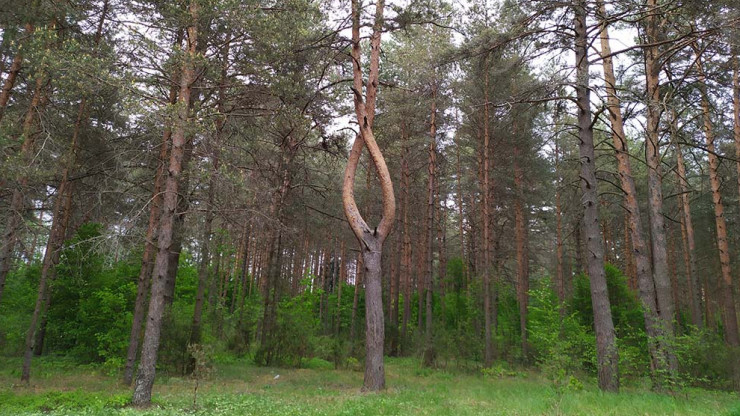 В Тверской области появится новый лесопитомник площадью 10,5 гектаров - новости ТИА